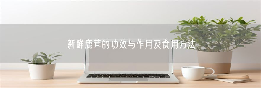 新鲜鹿茸的功效与作用及食用方法(1)