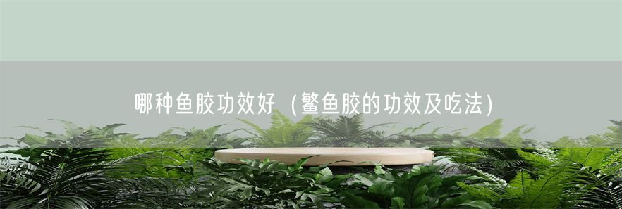 哪种鱼胶功效好（鳘鱼胶的功效及吃法）(1)